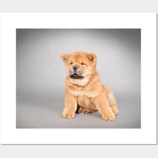 Chow chow  puppy Posters and Art